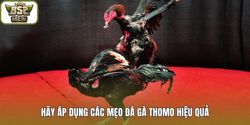 Hãy áp dụng các mẹo cược Đá gà thomo hiệu quả